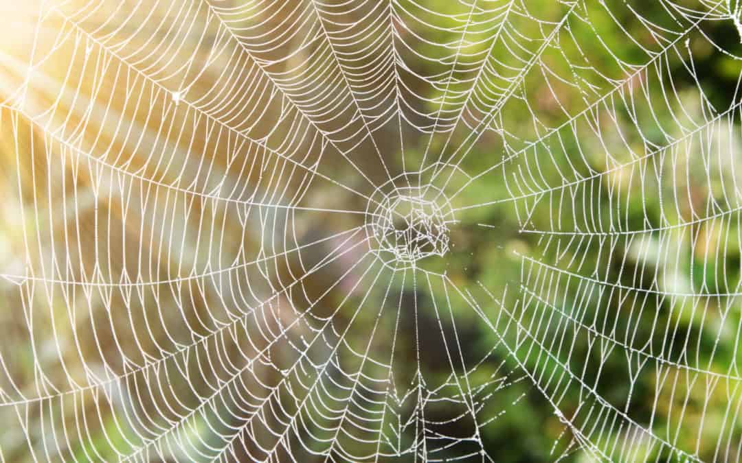 Types of Spider Webs