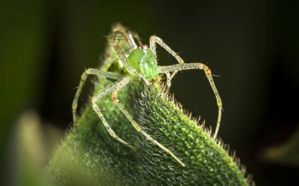 Lynx Spider