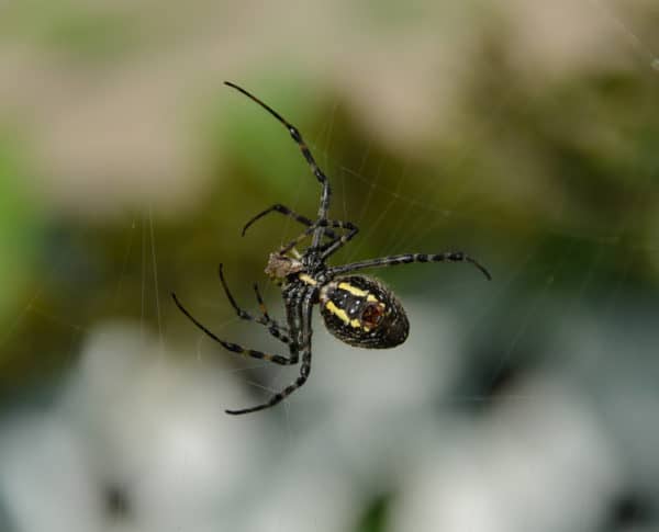 Spider Identification Chart Georgia