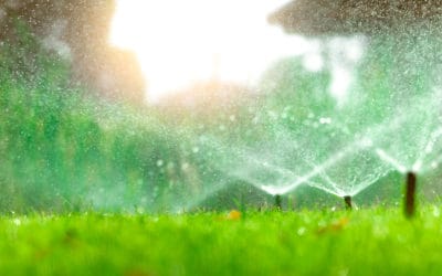 How To Keep Your Grass Green In The Summer