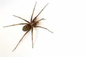 Common house Spider