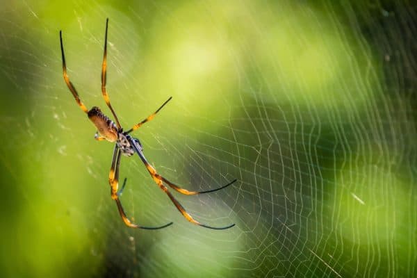 Spider Identification Chart Georgia