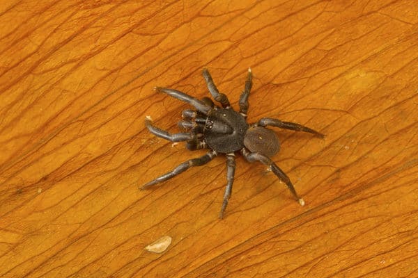 Trapdoor Spider