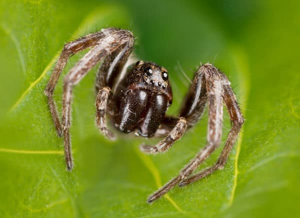 Wolf spider