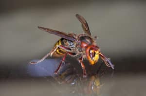 cicada killer bees