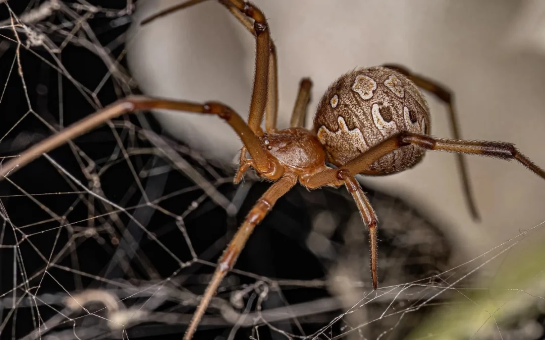 Spiders in Georgia — 10 Common Species & What You Should Know