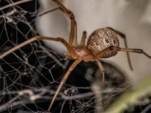 Spiders in Georgia — 10 common species and what you should know. A Northwest Exterminating identification guide for Georgia homeowners.
