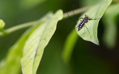 Is Green Mosquito Control Effective in Florida?