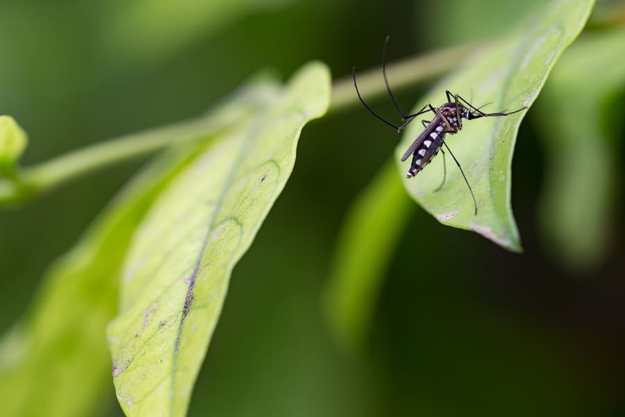 Green Mosquito Control