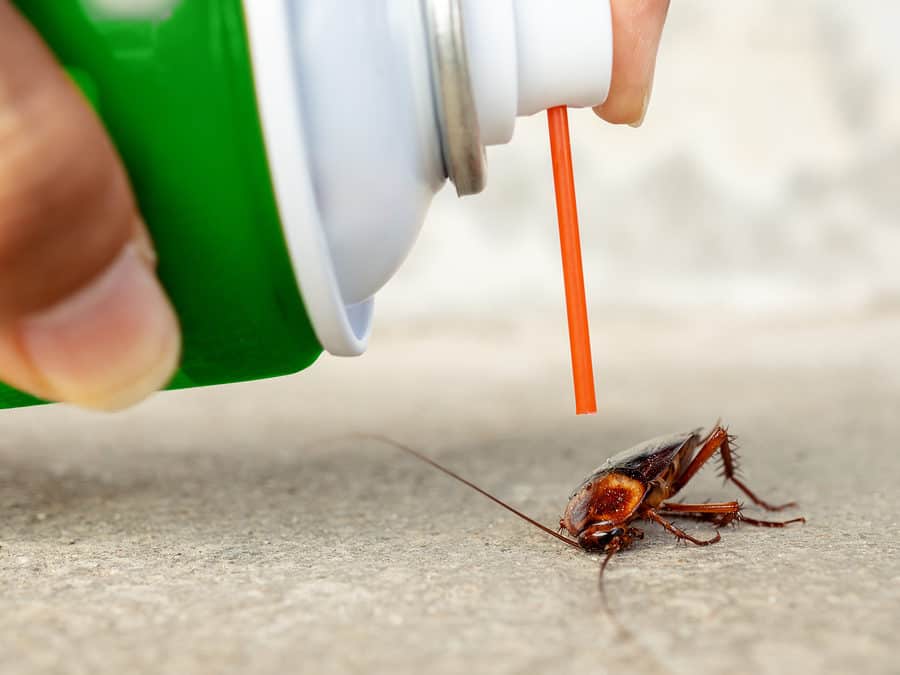 What is the Difference Between Traditional and Green Pest Control?