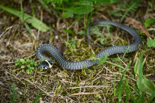 Home Remedies to Keep Snakes Away