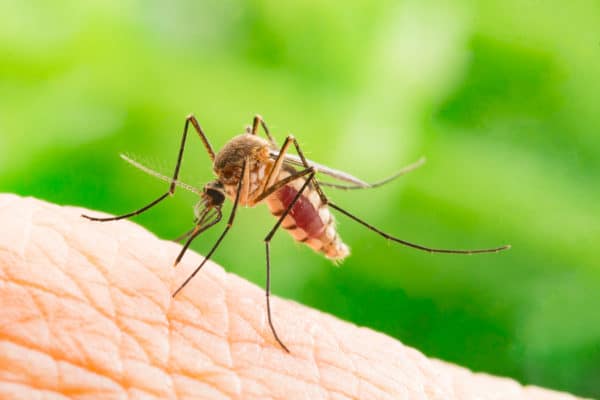 How Long Does a Mosquito Treatment Last?