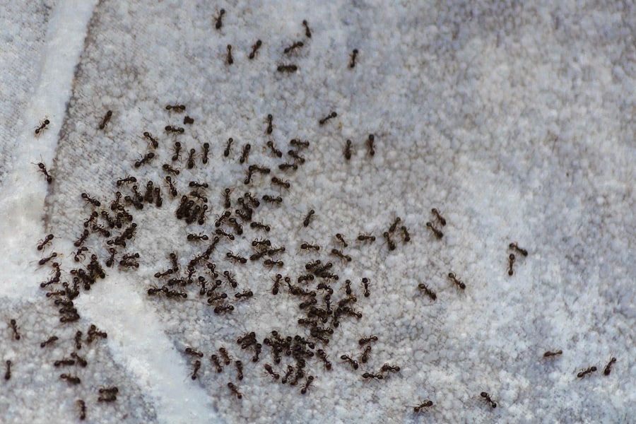 little black ants