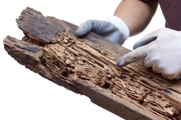 What Are the Signs of Termites in Your Home?