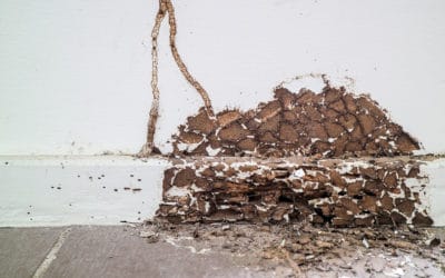 What to Expect When Signing Up for Termite Protection
