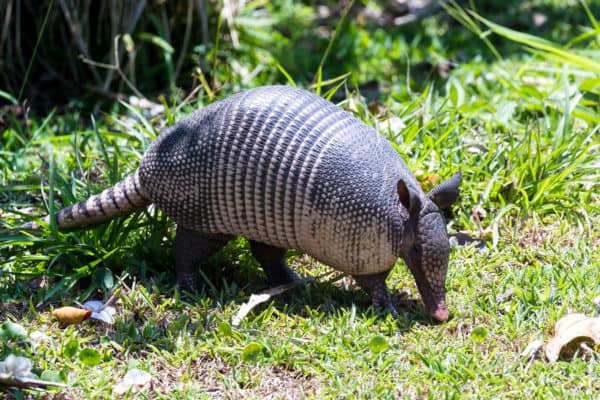 Armadillos