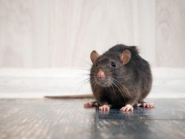 Rats