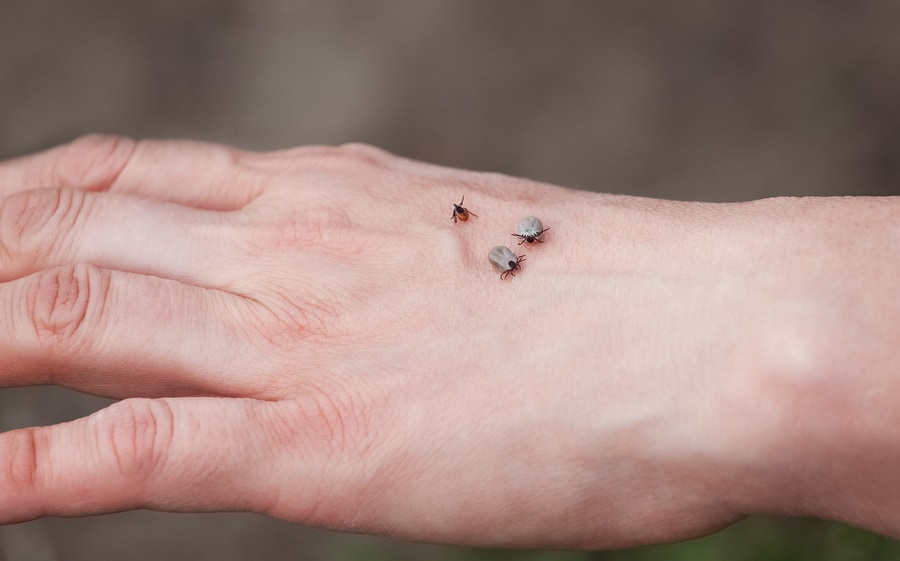 The Dangers of Flea and Tick Bites