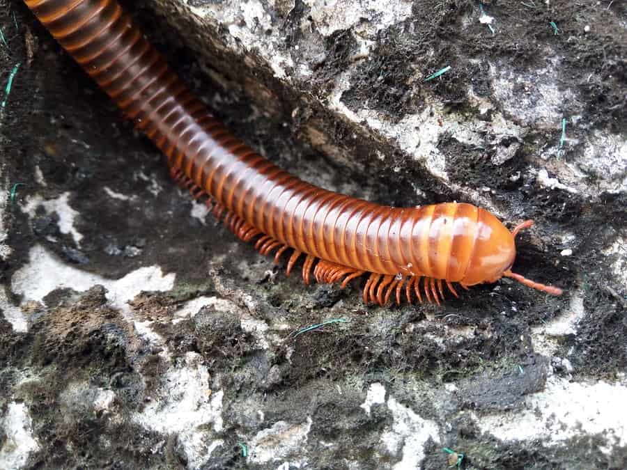 48 Centipedes in my house uk info