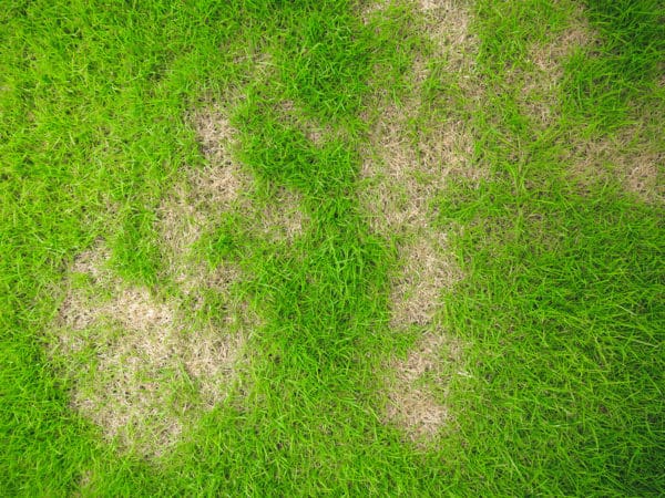 caring for my lawn