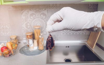 How Changes To Your Environment Can Help Your Pest Control
