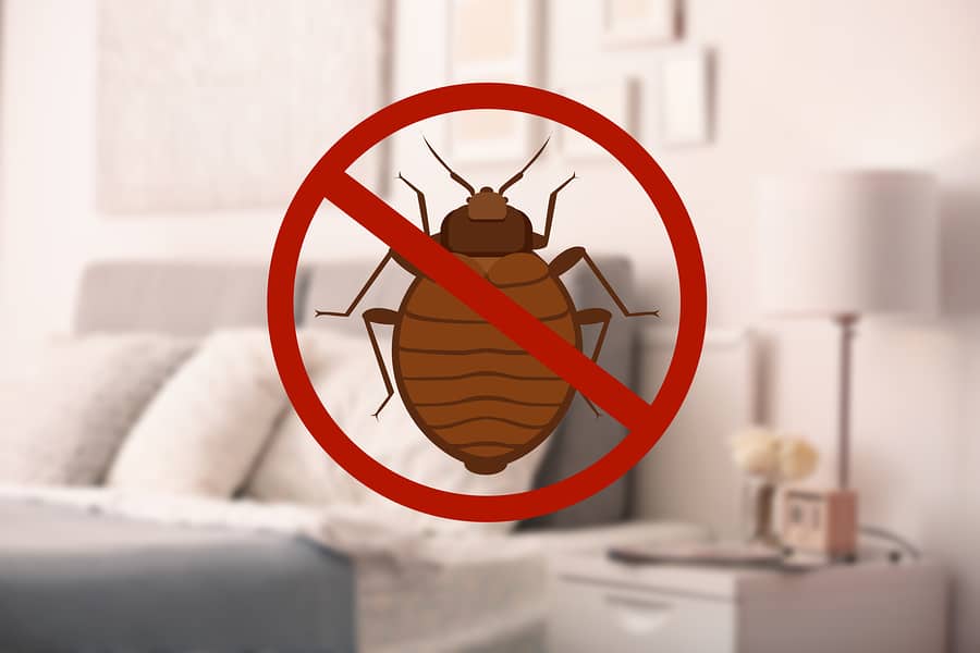 Summer Without Bed Bug Worry