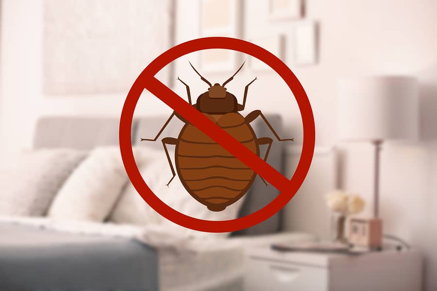 bed bug prevention