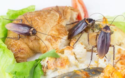 Where Do Roaches Come From?
