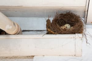 bird nest removal