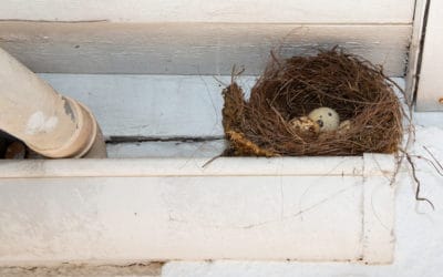 The Dos and Donts of Bird Nest Removal
