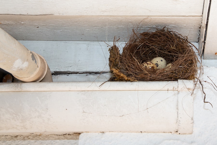 Some birds are using antibird spikes to build their nests