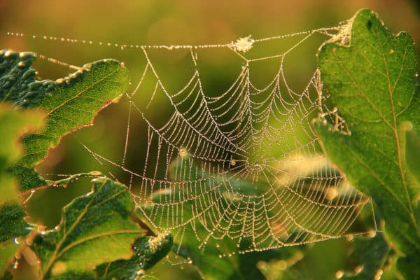 Poisonous vs venomous spiders