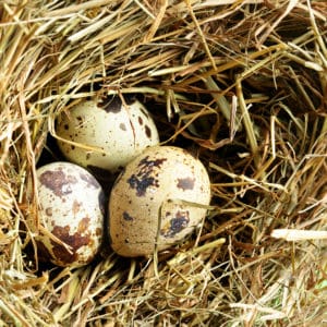 Bird Nest Removal