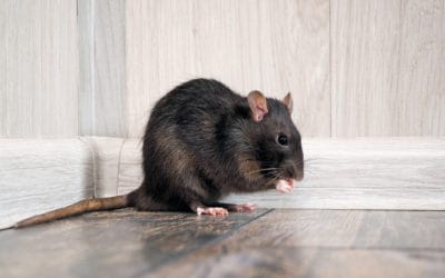 Fact or Fiction: Rats Can Make You Sick