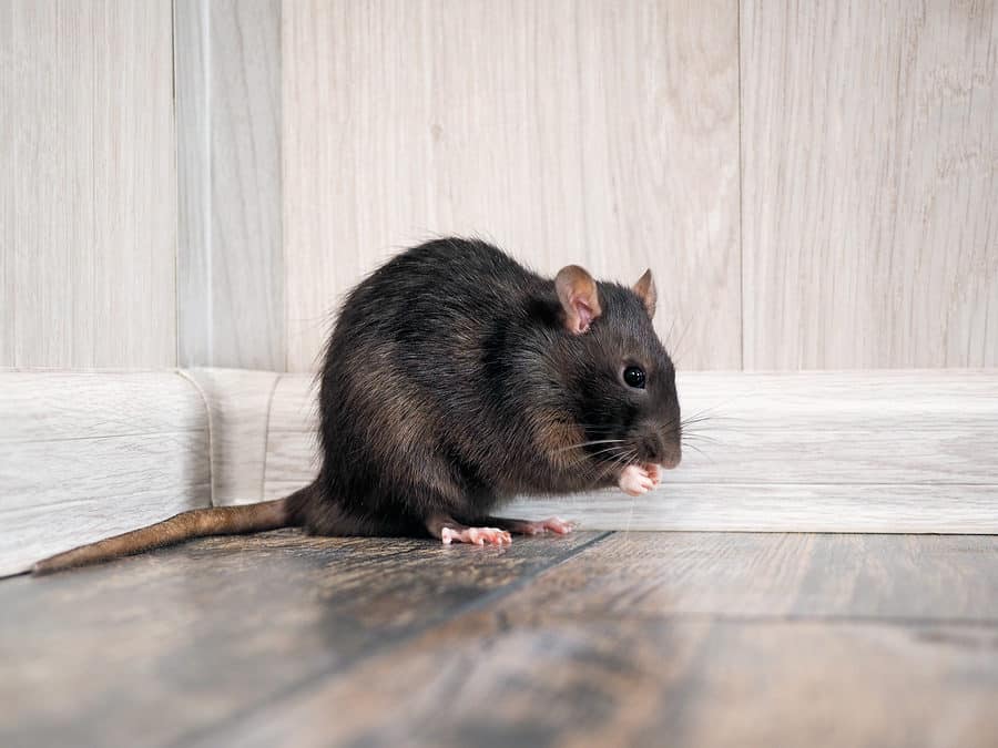 Fact or Fiction: Rats Can Make You Sick