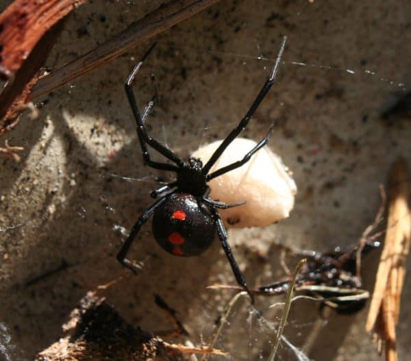 black widow spider south florida