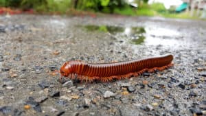 Millipede Prevention