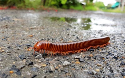 Are Millipedes Helpful or Harmful?