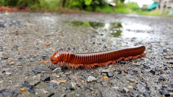 Are Millipedes Helpful or Harmful?