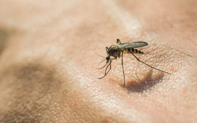 Mosquito Season: When Will It End?