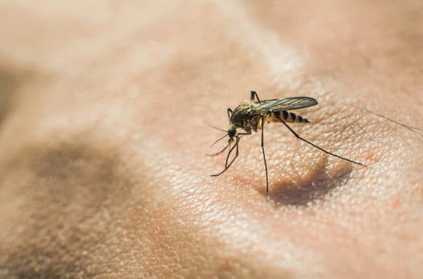 Mosquito Season: When Will It End?