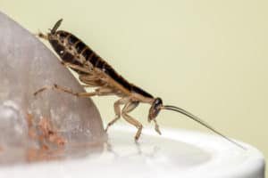 Are cockroaches dangerous?