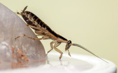 How Dangerous Are Cockroaches?