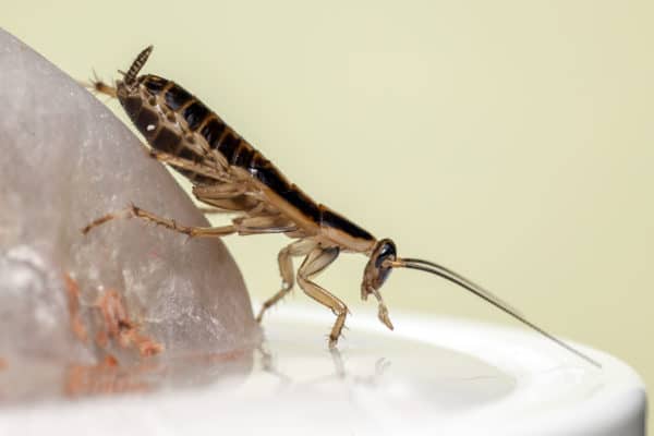 How Dangerous Are Cockroaches?