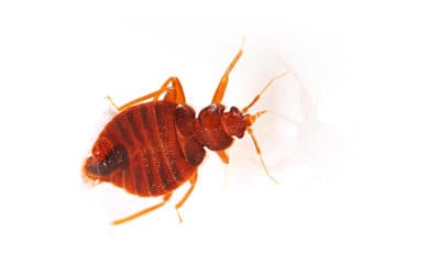 Where Can Bed Bugs Hide?