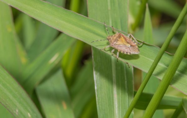 Stinkbug