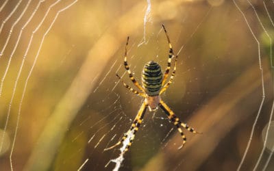 Fall Without the Surprise Spider Encounter