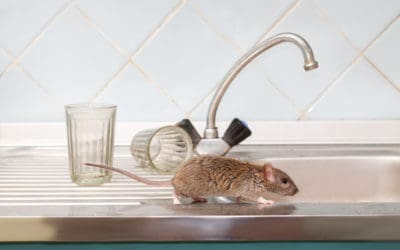 How Do You Know If You Have A Rat or A Mouse?