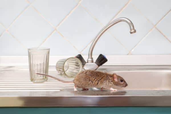 How Do You Know If You Have A Rat or A Mouse?