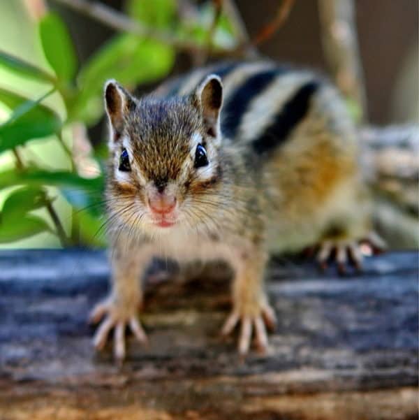 Chipmunk